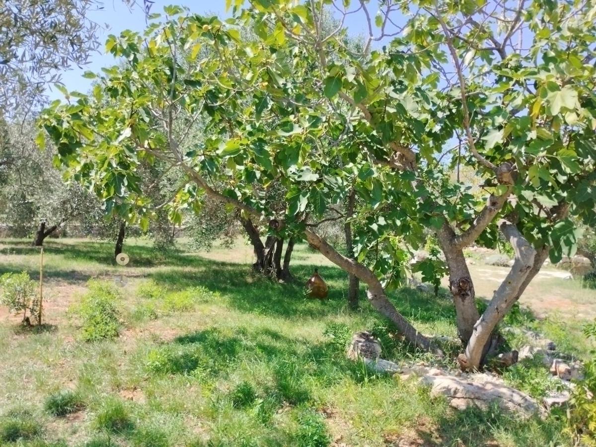 شقة Marti'S House In The Olive Grove فاجانا المظهر الخارجي الصورة
